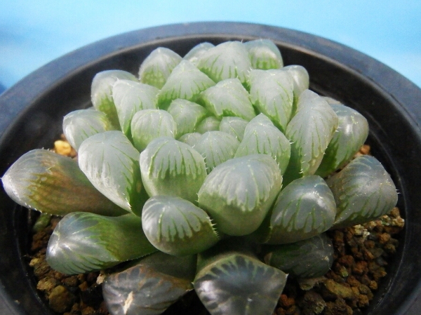 多肉植物 70 ハオルチア 夏まつり ドドソン紫オブツーサ サボテン 売買されたオークション情報 Yahooの商品情報をアーカイブ公開 オークファン Aucfan Com