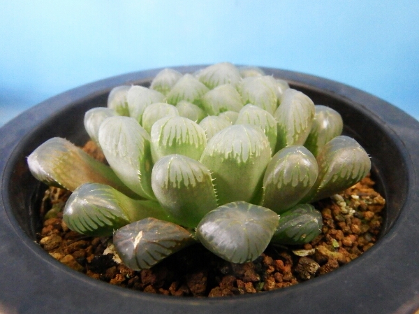 多肉植物 70 ハオルチア 夏まつり ドドソン紫オブツーサ サボテン 売買されたオークション情報 Yahooの商品情報をアーカイブ公開 オークファン Aucfan Com