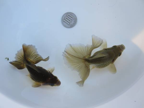 土佐錦魚・土佐錦（土佐金） 二歳 オス小型2匹メス1匹