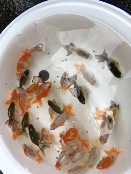 ☆お取引中☆本場 出雲ナンキン 当歳魚 10匹 【公式通販】