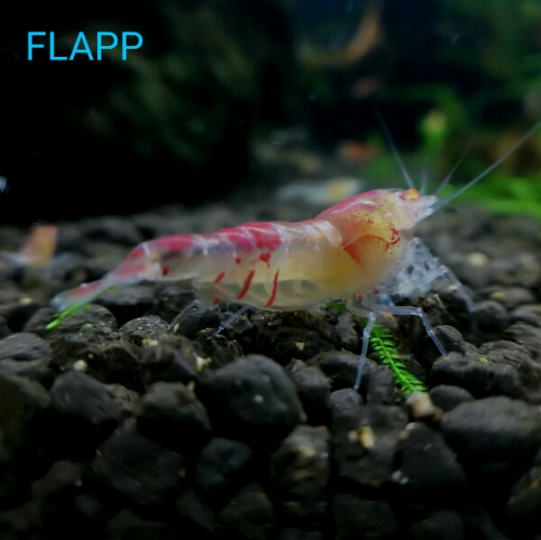 ♪FLAPP♪　CRYSTAL　BEAST ♀即戦力③