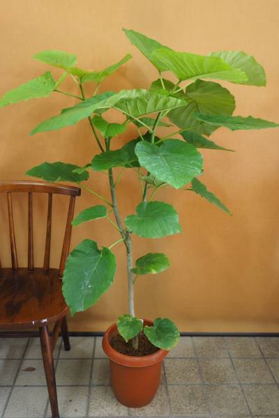8号 観葉植物 ウンベラータ フィカス 安い商品を通販 ウンベラータ」の