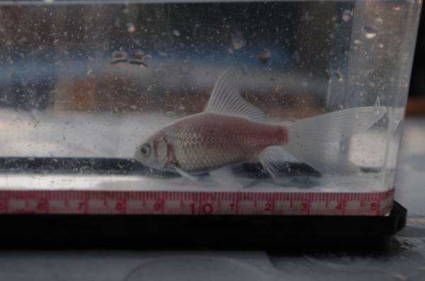 宮城鉄魚飼育研究会 白鉄魚 小 川魚 売買されたオークション情報 Yahooの商品情報をアーカイブ公開 オークファン Aucfan Com