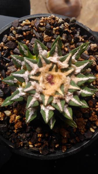 多肉植物サボテン　アリオカルプス黒牡丹(B ) 　W 6cm