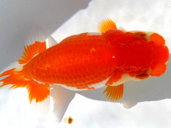 美上種！山田芳人氏系統　当歳・１３.５㎝・雌　動画● 1