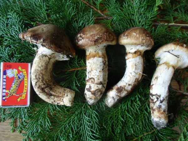 食品 松茸200g（6本）長野県南信州産 国産松茸