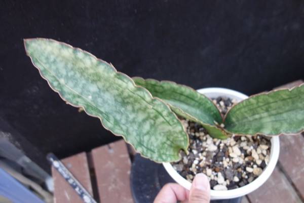 *・ω・*　サンスベリア　ジェイド・ドラゴン　子株付き