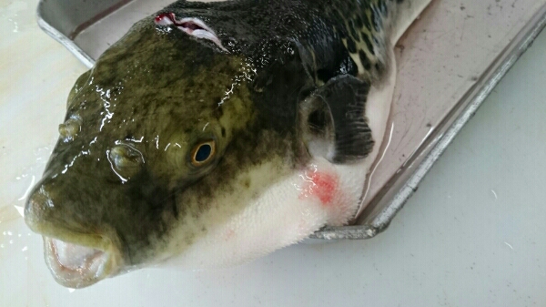 淡路島産３年トラフグ１尾１６００グラム