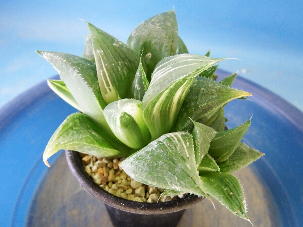 25d 多肉植物 ハオルチア 南亜の星錦 自家繁殖 鉢植え発送 観葉植物