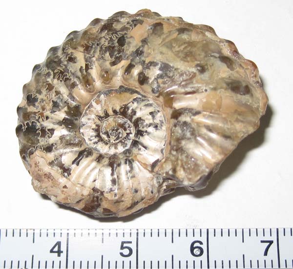 希少種！三葉虫【Parahomalonotus planus】【116 g】モロッコ王国産