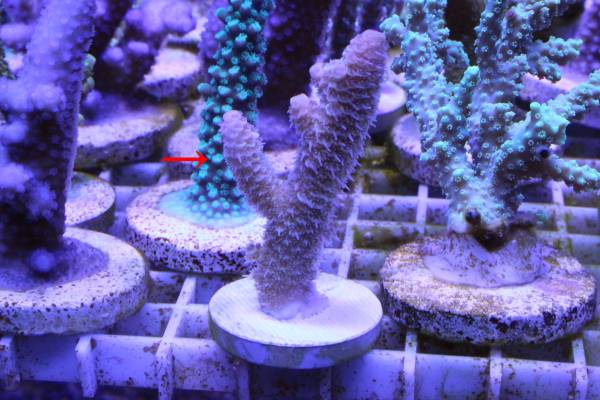 ★☆オリジナルフラグ　オーストラリア産　NO/0015☆★_1