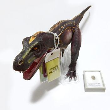 ティラノサウルス 骨片化石2ｃｍ ＆ フィギュア 全長57ｃｍ
