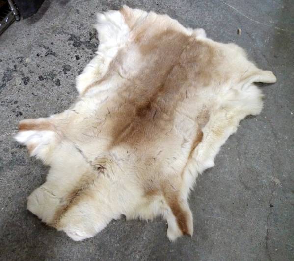 小熊 毛皮 ラグ 敷物 インテリア 約130cm × 約120cm 札幌 ②