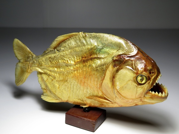 ■ピラニア　剥製