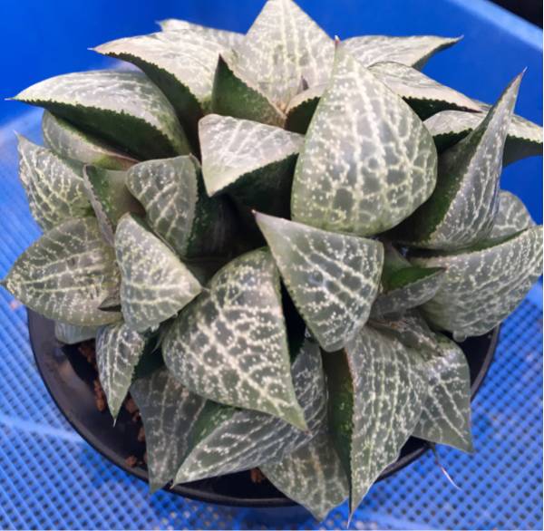 （≧∇≦）多肉植物 ハオルチア 美紋 コンプトニアナ 大株