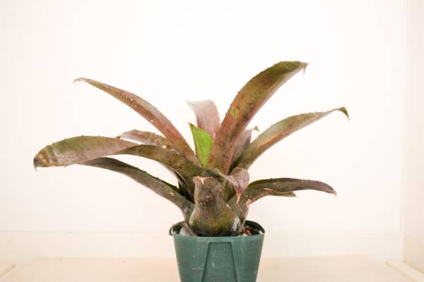 ホヘンベルギア Hohenbergia leopoldo-horstii Red Form