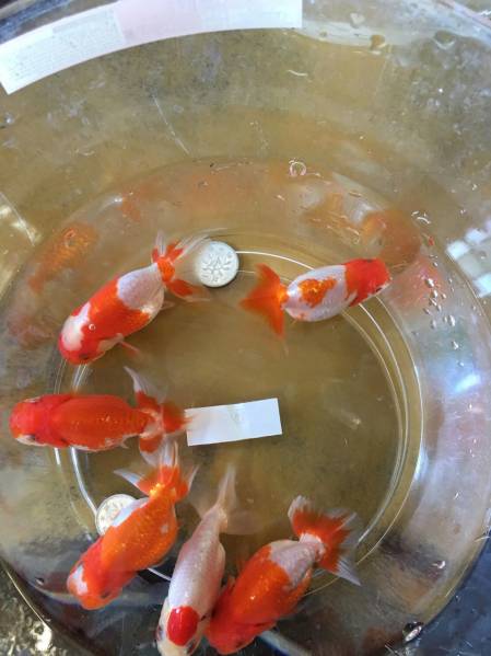 特選金魚●更紗らんちゅう3ペア02当歳魚約7センチ弥富産