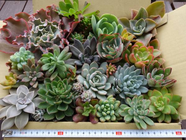 多肉植物 ハオルチア ブラックダイヤモンド×紫特良ピグマエア 大きさ6cm