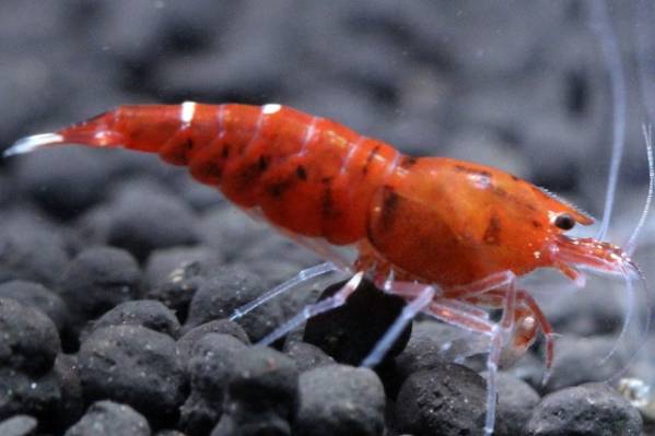 《紅蜂》クラウド・レッド！