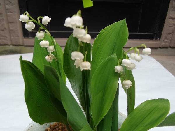 山野草　　スズラン　鈴蘭　根茎　　10芽_1