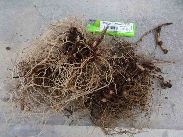 山野草　　スズラン　鈴蘭　根茎　　10芽_3