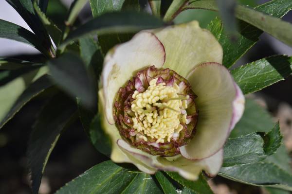 ☆クリスマスローズ専門店　想花☆ＳＤもこもこＤＫＡＮ_1