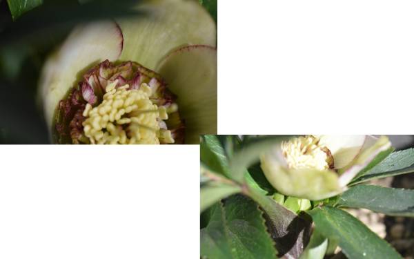 ☆クリスマスローズ専門店　想花☆ＳＤもこもこＤＫＡＮ_2