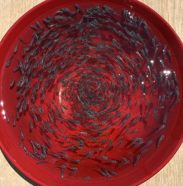 【E，park】幹之鉄仮面（フルボディ）の仔100匹＋α（10匹）79