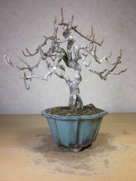 キズミ　黄ズミ　古木感十分　独創的な文人木　持込の貴風盆栽　樹高28センチ