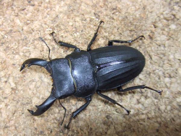 スジブトヒラタ 成虫ペア 1452