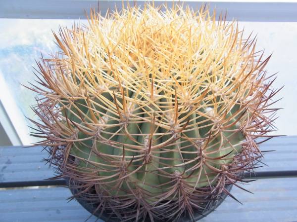 CO☆エリオシケ 極光丸☆ サボテン 多肉植物(サボテン)｜売買された