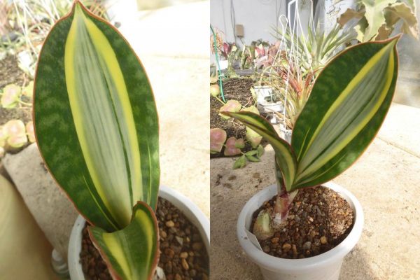 ＫＮ　サンスベリア　マッソニアナ　黄斑