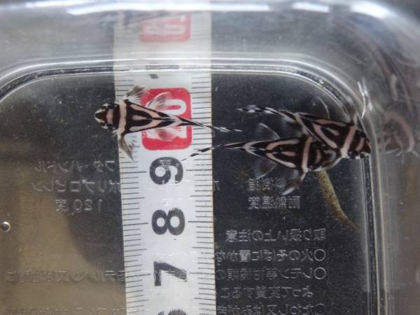 インペリアルゼブラプレコ ±2.5ｃｍ ３匹 Ｆ1個体 引き取り限定 兵庫県