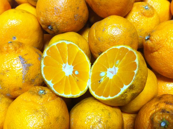 熊本県産】家庭用不知火 大量約20Kg 5 【公式通販】