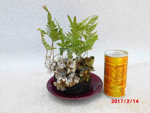 中 盆栽マーケット 石化シノブ 猫の手シノブ 苔玉風 Z6w842 他同梱不可 落札は同梱可 盆栽 売買されたオークション情報 Yahooの商品情報をアーカイブ公開 オークファン Aucfan Com