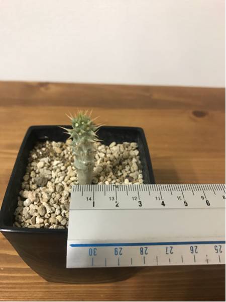 パキポディウム グラキリス 実生