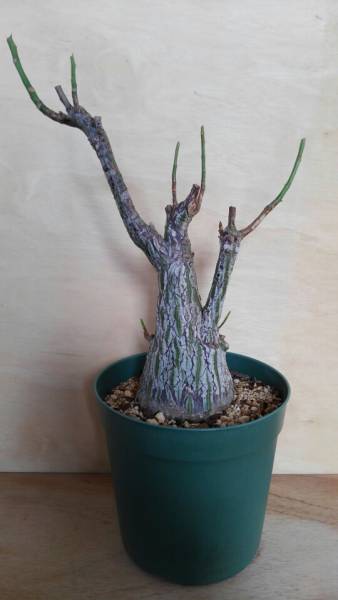 【ボンバックス・エリプティクム】コーデックス　塊根　発根済み　良株　