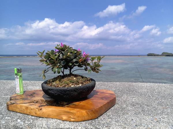 ミニ盆栽】尖閣ツツジ・魚釣島固有種・希少・開花 ⑦ ^0^(盆栽)｜売買
