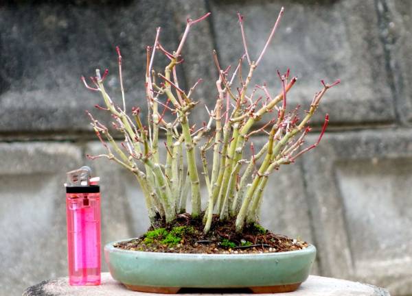 寄せ植えモミジ（その２）　高さ約１７cm　　１円スタート