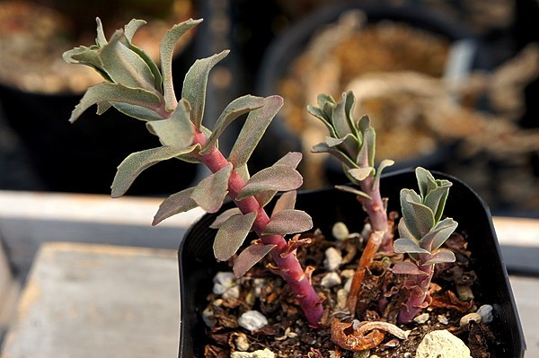 耐寒性セダム フラワーセダム 多肉植物 F25 パープルエンペラー ローズ サボテン 売買されたオークション情報 Yahooの商品情報をアーカイブ公開 オークファン Aucfan Com