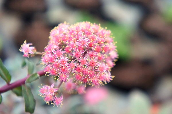 耐寒性セダム フラワーセダム 多肉植物 F25 パープルエンペラー ローズ サボテン 売買されたオークション情報 Yahooの商品情報をアーカイブ公開 オークファン Aucfan Com