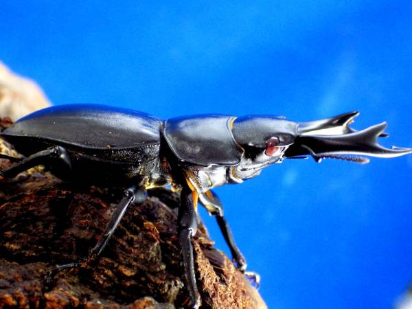 特別限定１★ホーぺ湖南省レッドアイ 菌糸ボトル入り ３令幼虫♂♀ペア★