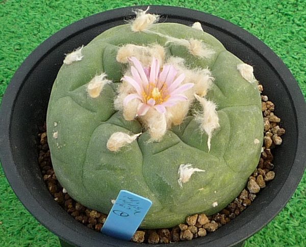 サボテン、多肉植物　丸疣銀冠玉-1