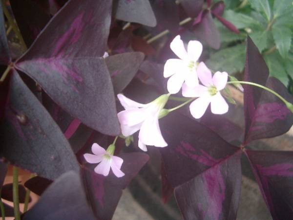 オキザリスの球根３種類たくさん オキザリス 売買されたオークション情報 Yahooの商品情報をアーカイブ公開 オークファン Aucfan Com