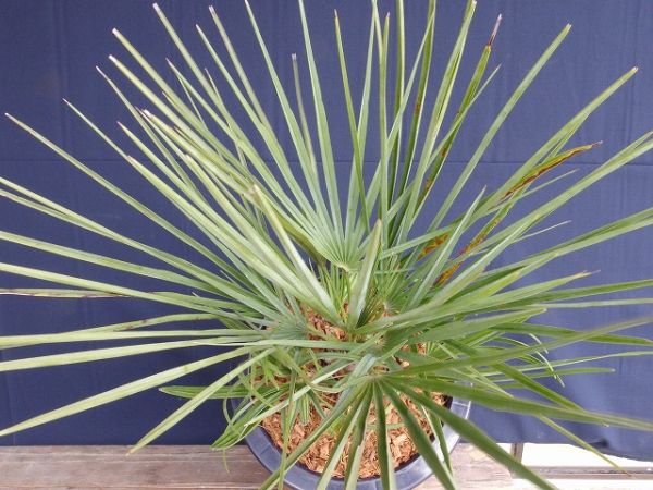 チャメロプス セリフェラ E Chamaerops humilis var. cerifera