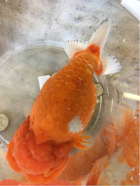 新品 正規品 B2 9 特選種用三歳魚 雄 金魚 らんちゅう 12号 金魚の王様 らんちゅう です 観賞魚生体 Redragonusa Com