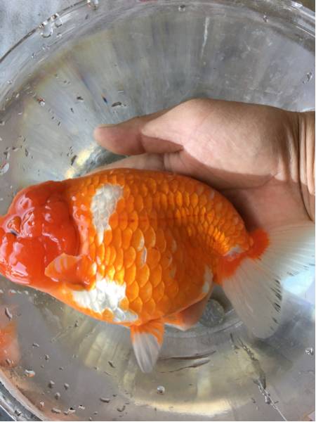 特選金魚○超特大更紗らんちゅう♀1尾○三歳○約20センチ○弥富産 