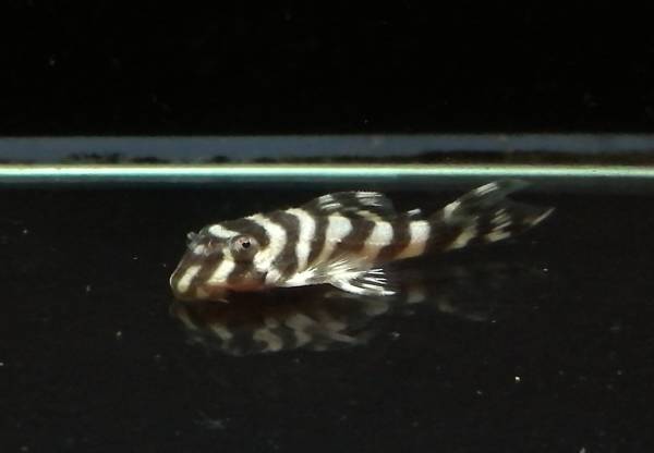 m201202644.2