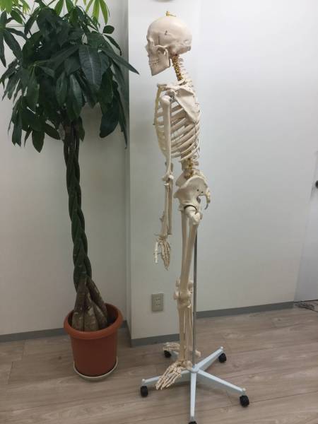 人体骨格模型 等身大 166cm/リアル!関節可動/人体模型