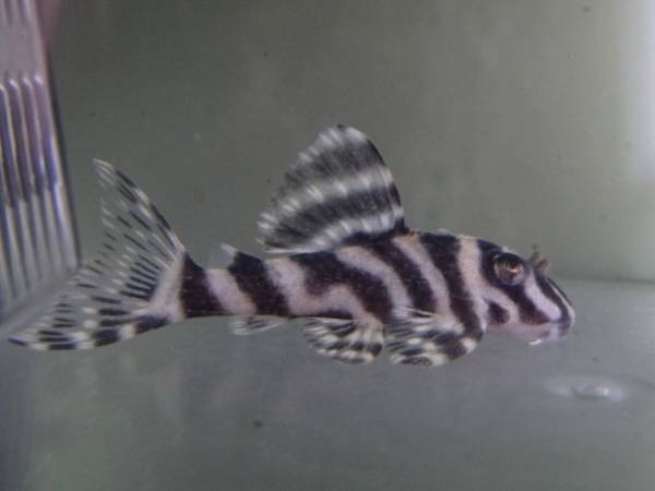 国産ブリード極美個体・L-333　約5㎝